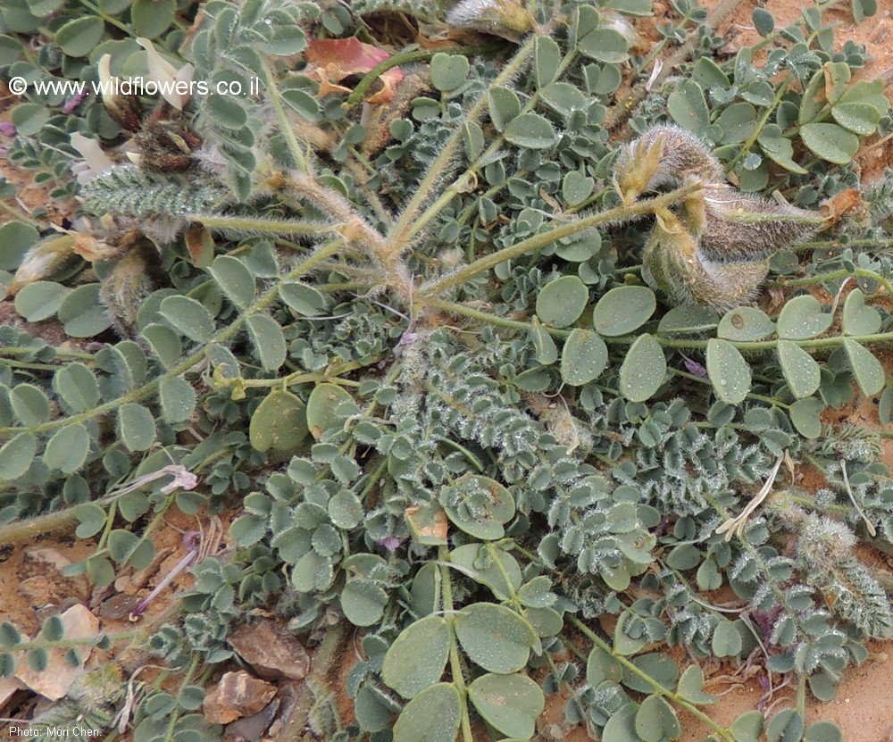 Astragalus bombycinus